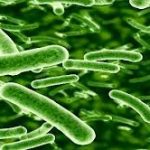 Ngộ độc thực phẩm do vi sinh vật