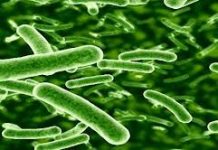 Ngộ độc thực phẩm do vi sinh vật