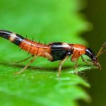 Điều trị và phòng viêm da tiếp xúc do côn trùng (kiến ba khoang) kiến ba khoang