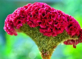 Những điều cần biết về sùi mào gà sinh dục ở cả nam và nữ