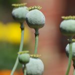 Thuốc giảm đau trung ương Morphin