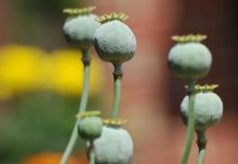 Thuốc giảm đau trung ương Morphin