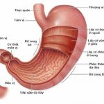Những điều cần lưu ý về bệnh viêm dạ dày cấp tính.