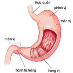 Kiến thức chung về dạ dày