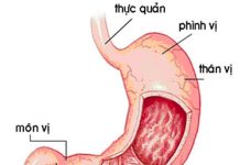 Kiến thức chung về dạ dày