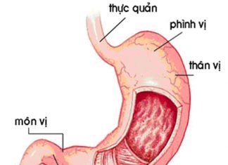 Kiến thức chung về dạ dày