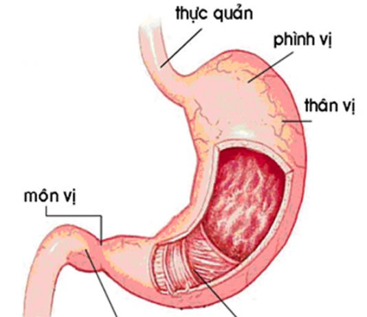 Kiến thức chung về dạ dày
