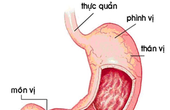 Kiến thức chung về dạ dày
