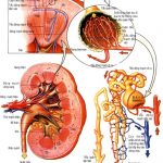 Một số biểu hiện lâm sàng của suy thận mạn cần biết suy thận mạn