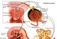 Một số biểu hiện lâm sàng của suy thận mạn cần biết suy thận mạn