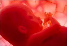 Cấu tạo và các chức năng bánh rau của thai nhi-những điều cần biết