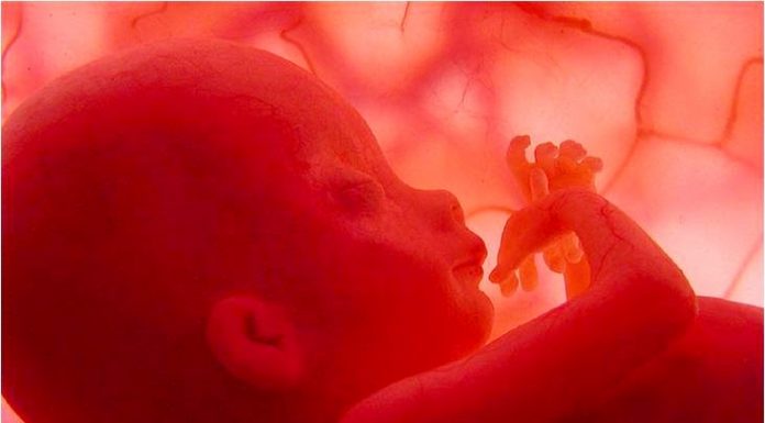 Cấu tạo và các chức năng bánh rau của thai nhi-những điều cần biết