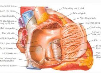 Nguyên nhân gây viêm nội tâm mạc nhiễm khuẩn.