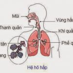 Sinh lý hệ hô hấp