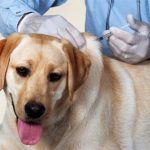 BỆNH DẠI VỀ DỊCH TỄ KHÁI NIỆM VÀ CON ĐƯỜNG LÂY TRUYỀN