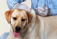 BỆNH DẠI VỀ DỊCH TỄ KHÁI NIỆM VÀ CON ĐƯỜNG LÂY TRUYỀN