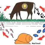 BỆNH SÁN LÁ GAN NGUY HIỂM ĐẾN MỨC BÁO ĐỘNG