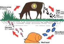 BỆNH SÁN LÁ GAN NGUY HIỂM ĐẾN MỨC BÁO ĐỘNG