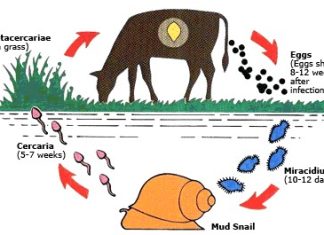 BỆNH SÁN LÁ GAN NGUY HIỂM ĐẾN MỨC BÁO ĐỘNG