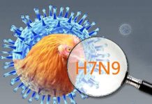 NGUỒN LÂY NHIỄM VÀ MỨC ĐỘ CẢNH BÁO AN TOÀN TỪ THỰC PHẨM ĐỀ PHÒNG CÚM