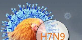 NGUỒN LÂY NHIỄM VÀ MỨC ĐỘ CẢNH BÁO AN TOÀN TỪ THỰC PHẨM ĐỀ PHÒNG CÚM