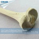 Xương chày trên phương diện giải phẫu và cấu tạo sinh lí