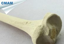 Xương chày trên phương diện giải phẫu và cấu tạo sinh lí