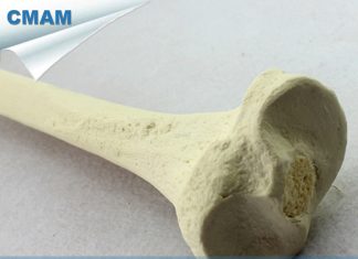 Xương chày trên phương diện giải phẫu và cấu tạo sinh lí