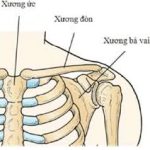 Giải phẫu và hình ảnh của xương cánh tay trên phim chụp xquang