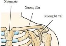 Giải phẫu và hình ảnh của xương cánh tay trên phim chụp xquang