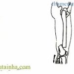 Xương đùi đóng vai trò quan trọng như thế nào với cơ thể