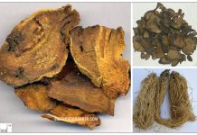 Các bài thuốc tả hạ hay dùng trong y học cổ truyền