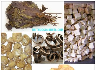 Các bài thuốc hành khí và giáng khí trong y học cổ truyền