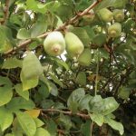 Các bài thuốc bổ dương hay dùng trong y học cổ truyền