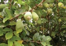 Các bài thuốc bổ dương hay dùng trong y học cổ truyền