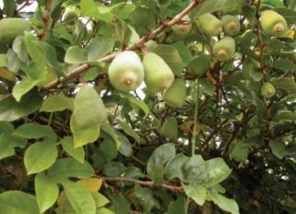 Các bài thuốc bổ dương hay dùng trong y học cổ truyền