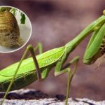 Thuốc cố sáp (phần 2)