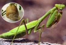 Thuốc cố sáp (phần 2)