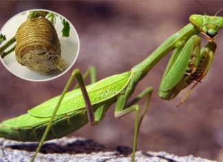 Thuốc cố sáp (phần 2)