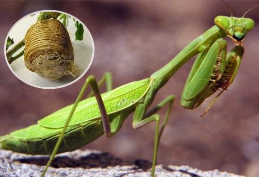 Thuốc cố sáp (phần 2)