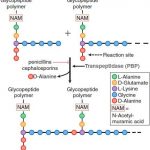 Kháng sinh nhóm cephalosporin cơ chế hoạt động của cephalosporin