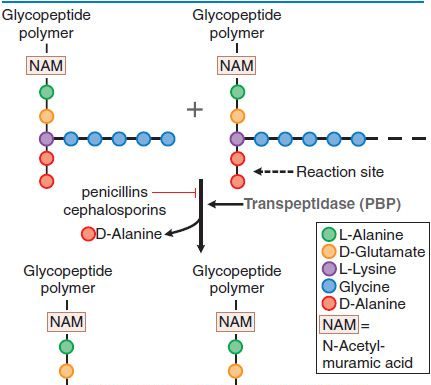 Kháng sinh nhóm cephalosporin cơ chế hoạt động của cephalosporin