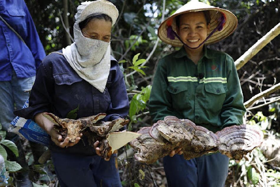 Hình ảnh người dân bản địa hái nấm linh chi trong rừng nguyên sinh Hòa Bình