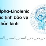 Axit Alpha-Linolenic đặc tính bảo vệ thần kinh, chống đột quỵ Axit Alpha-Linolenic bảo vệ thần kinh